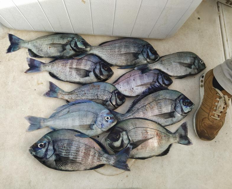 Pesca a Bolentino 2025